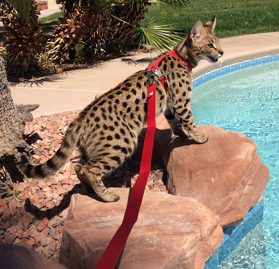 Welcome to Exotic Hybrid Cats