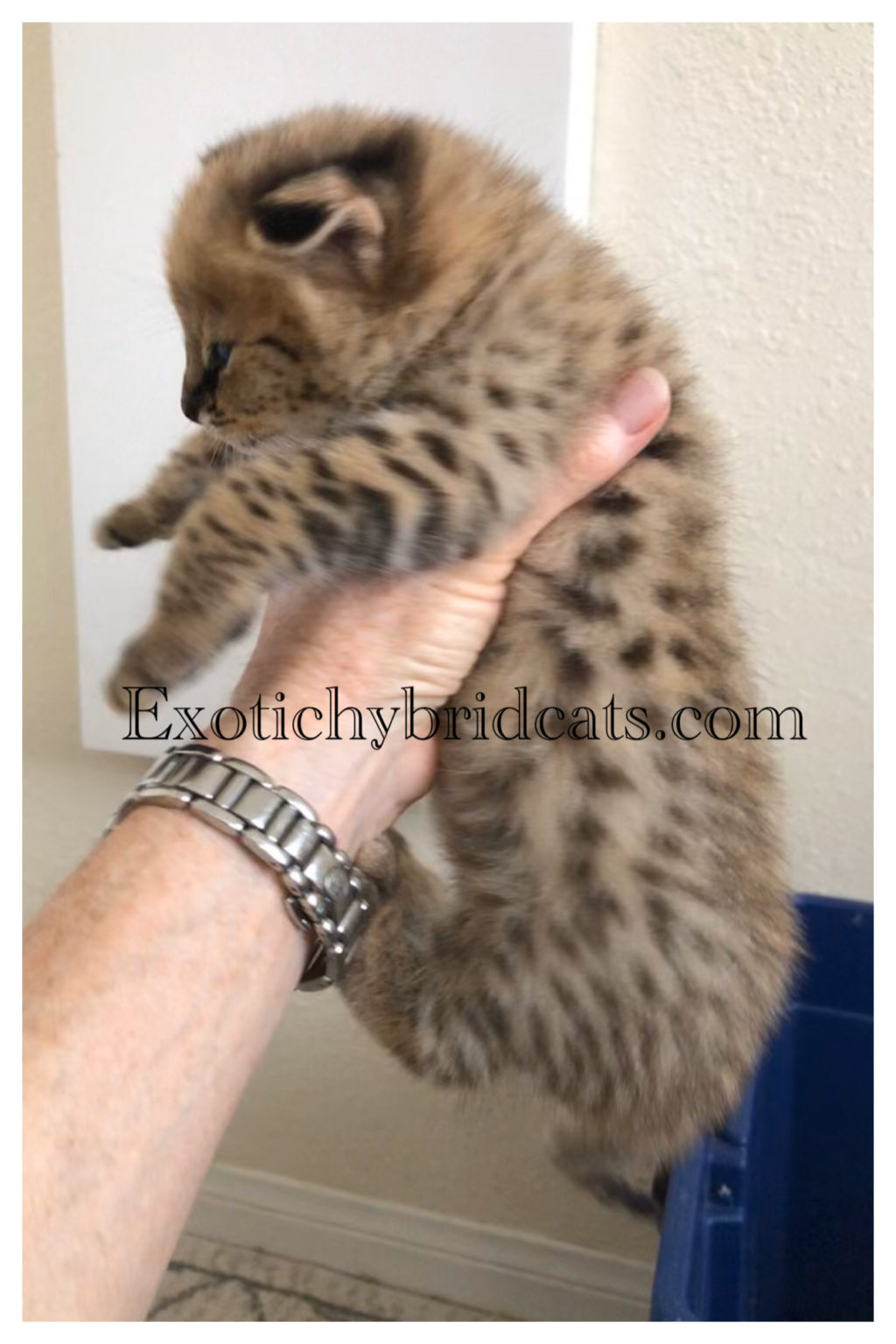 to Exotic Hybrid Cats