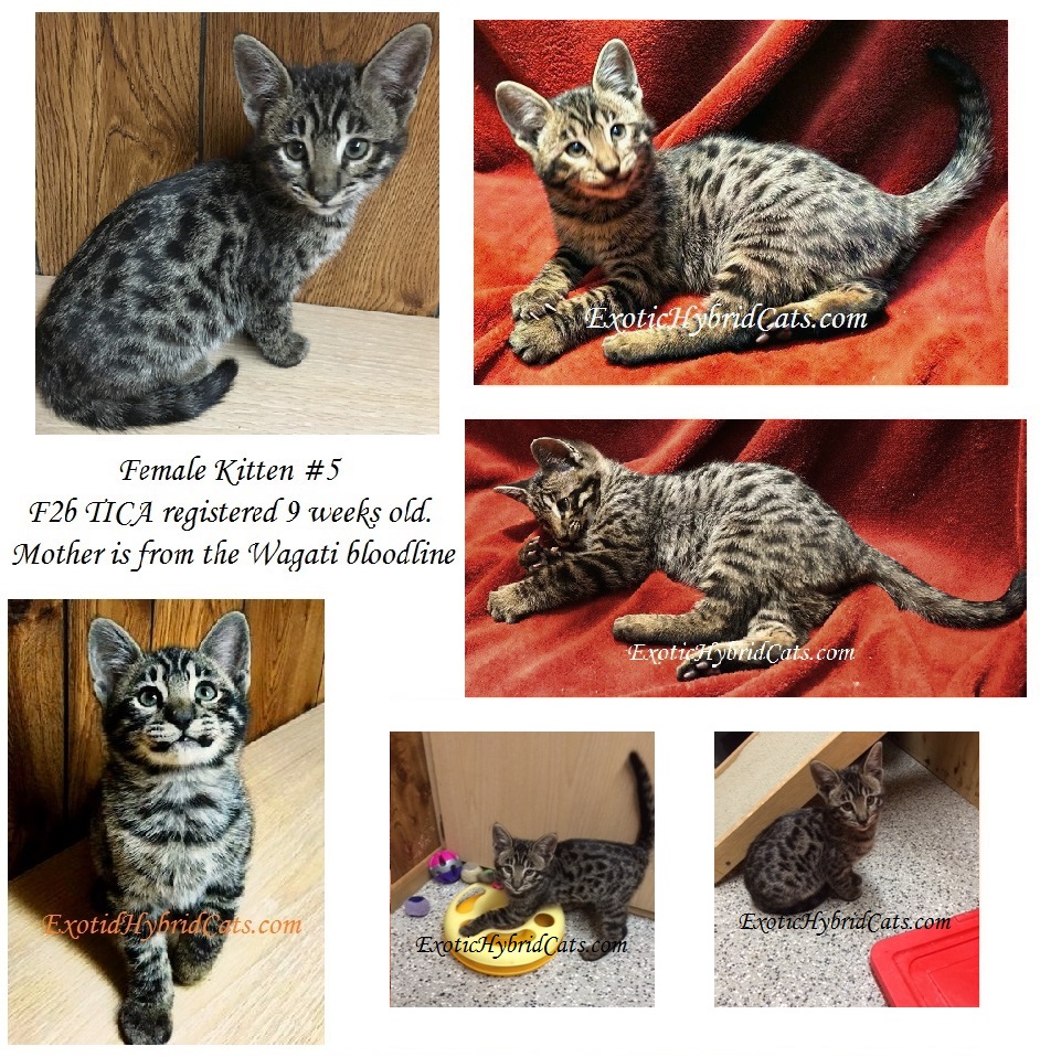 Kitten 5 Collage2