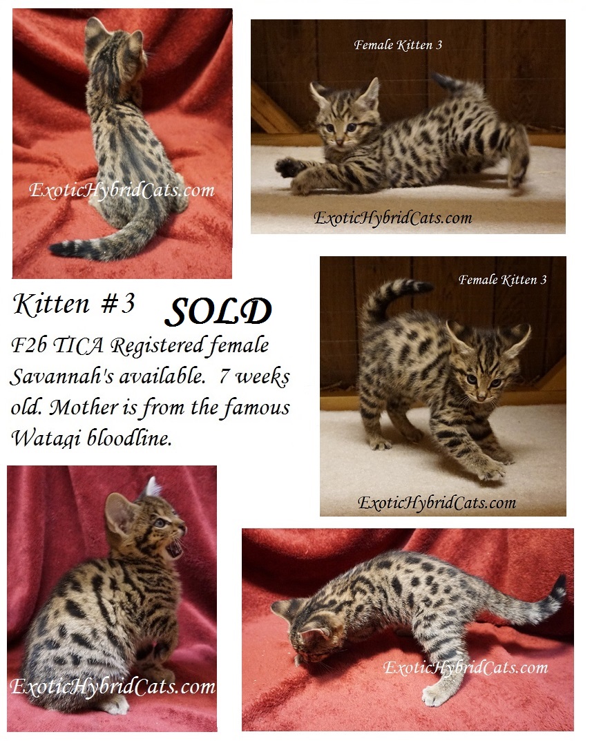 Kitten3Collage2