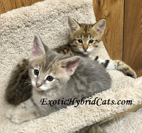 Kittens female2