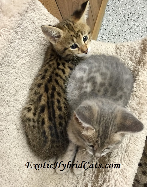 Kittens female4