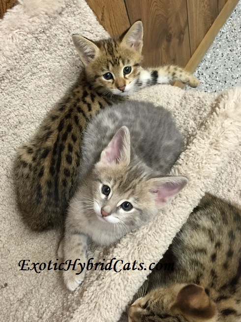 Kittens female5