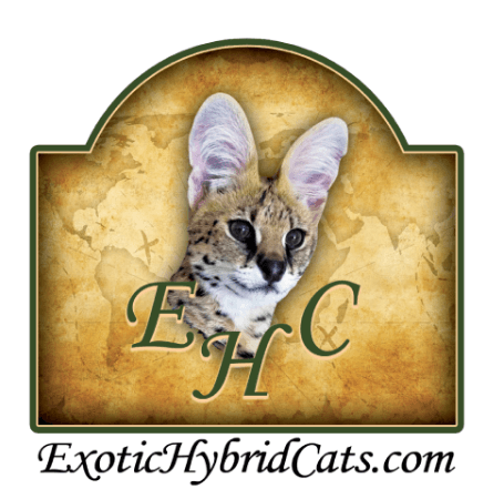 exotic domestic cats