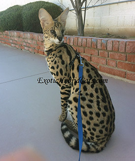 Exotic 2024 domestic cats